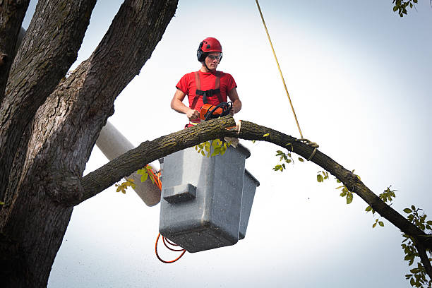 Harrodsburg, KY Tree Removal Company