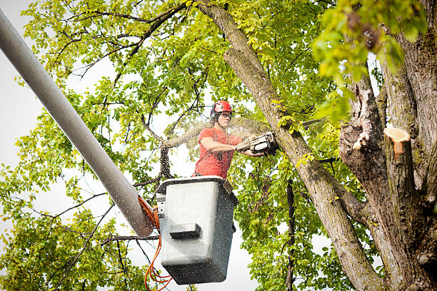 How Our Tree Care Process Works  in  Harrodsburg, KY